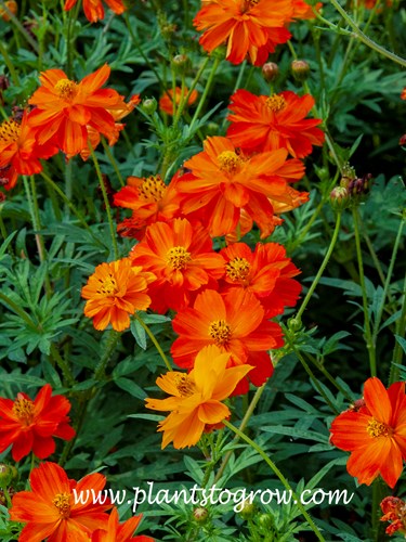 Sunny Red Cosmos (Cosmos)